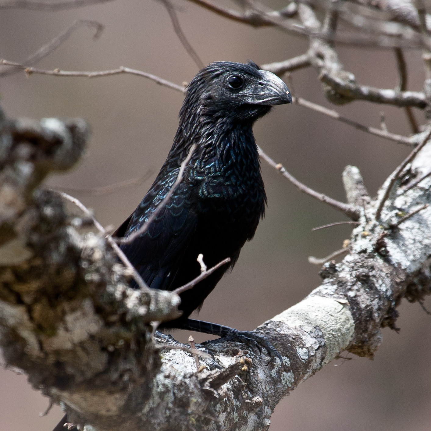 bird photography groove billed ani by chris morgan
