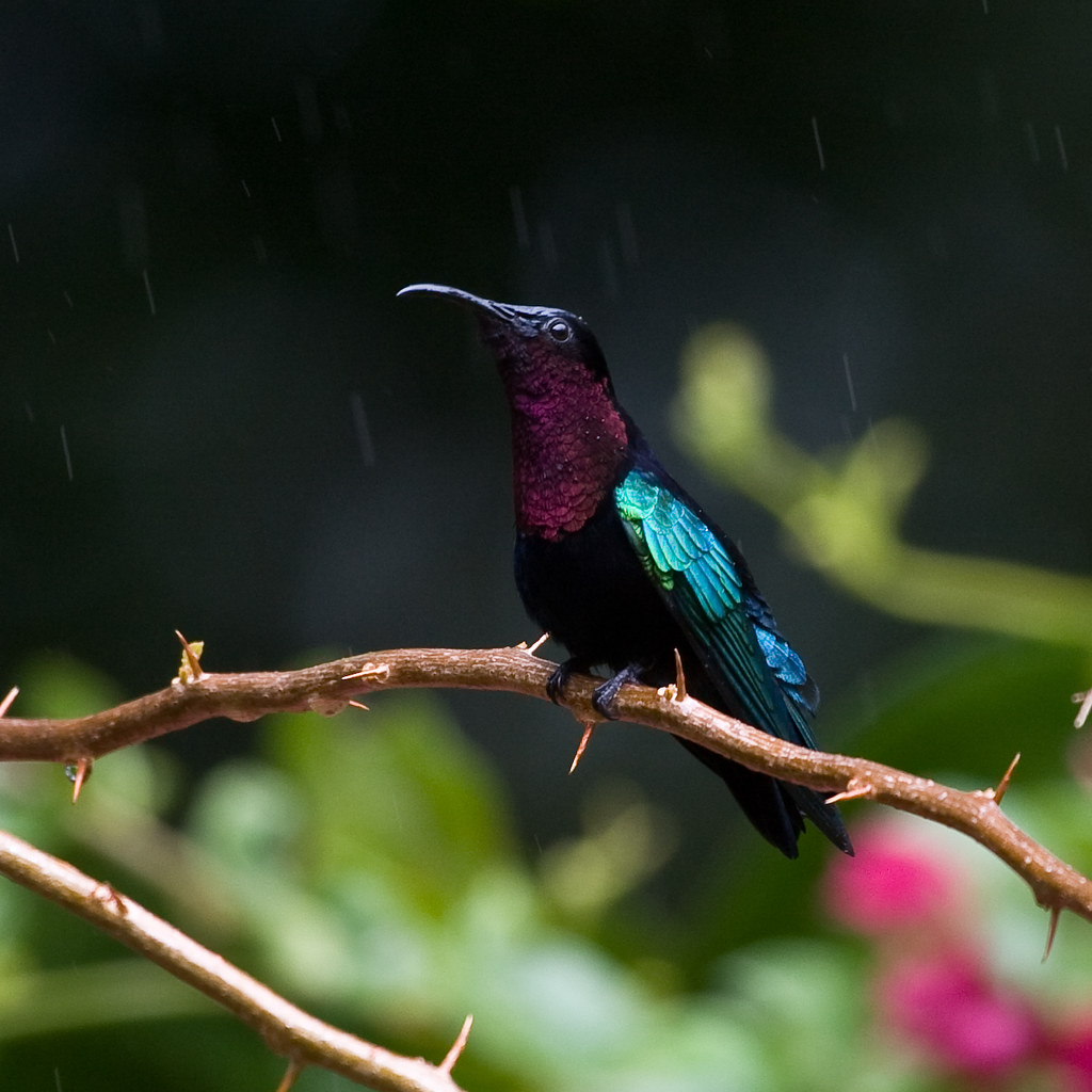 bird photography purple throated carib by chris morgan