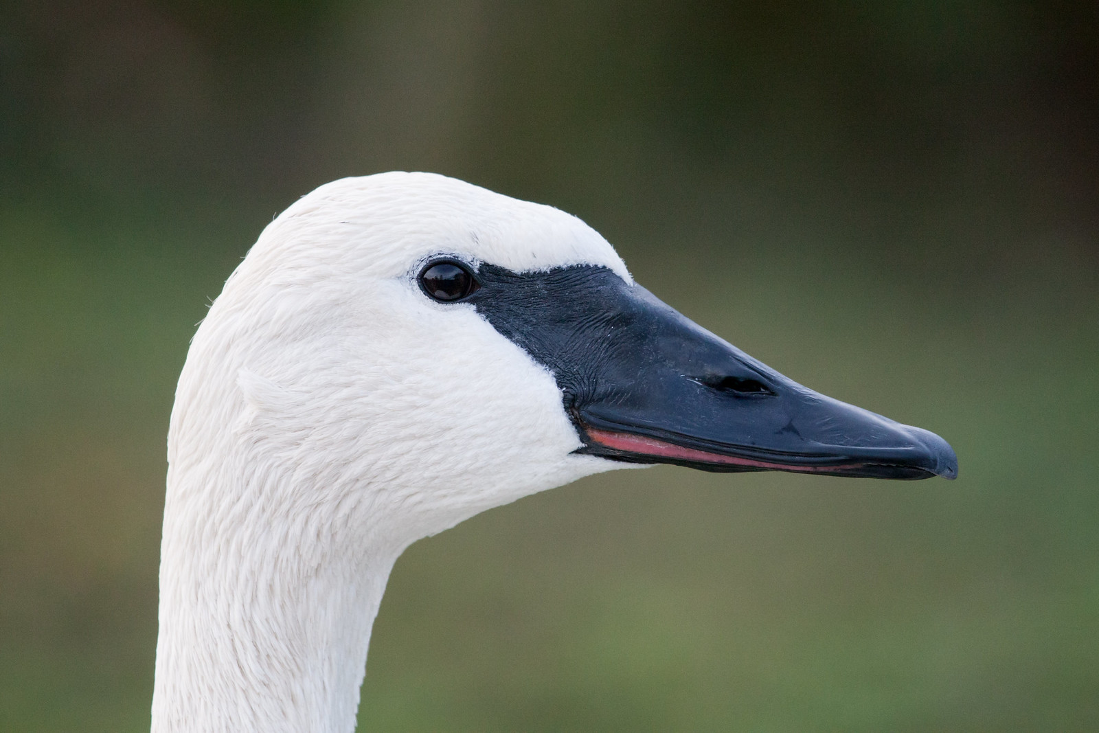 bird photography swan by chris morgan