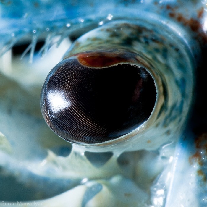 macro photography blue crayfish eye by suren manvelyan