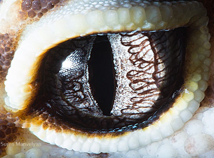 macro photography gecko eublepharis eye by suren manvelyan