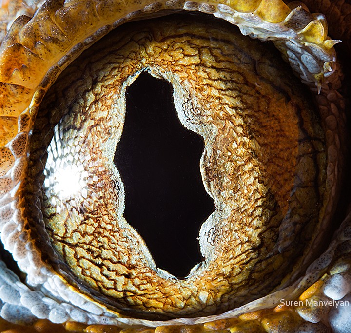 macro photography gecko tokay eye by suren manvelyan