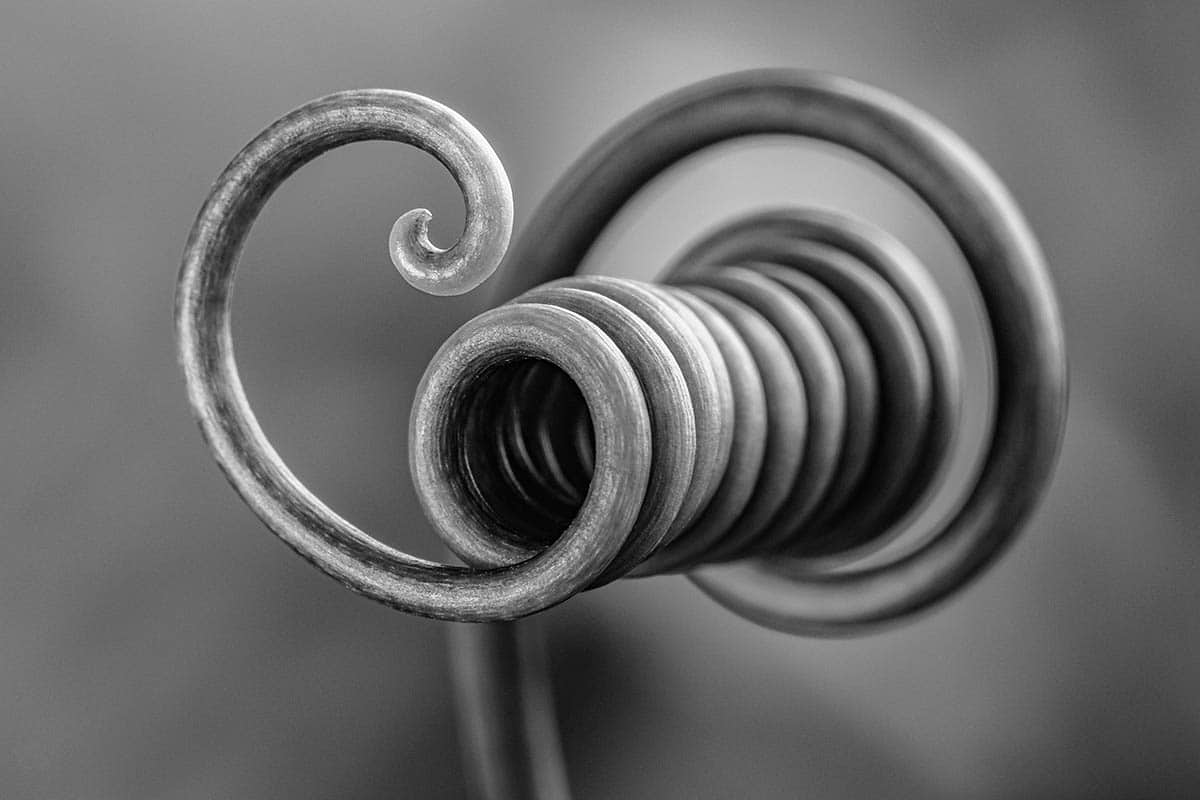 macro photography botanic loop by bruno militelli