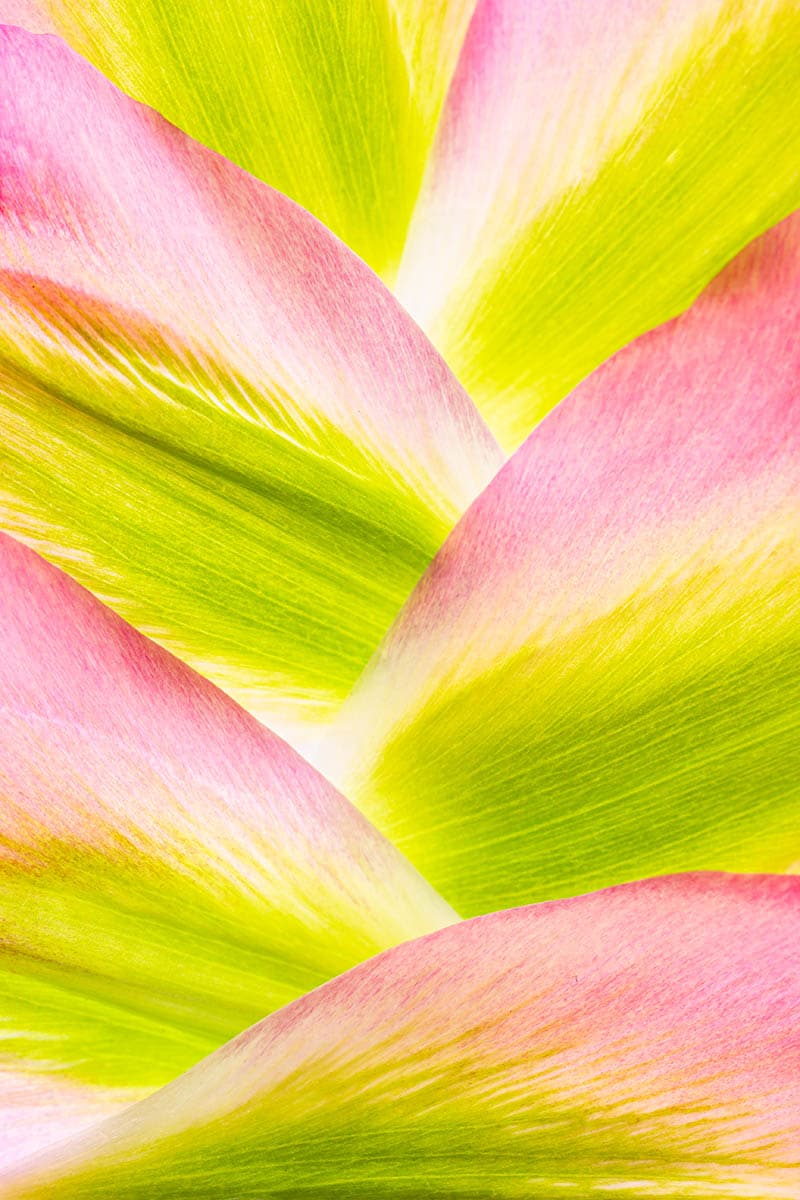 macro photography mountain tulip petals by anne macintyre