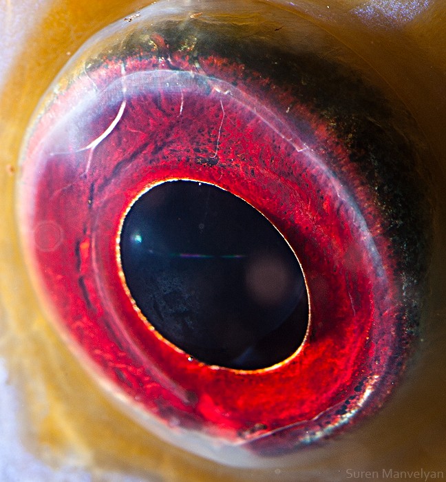 macro photography discus fish eye by suren manvelyan