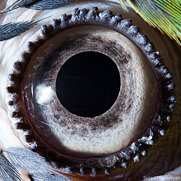 macro photography macaw parrot eye by suren manvelyan