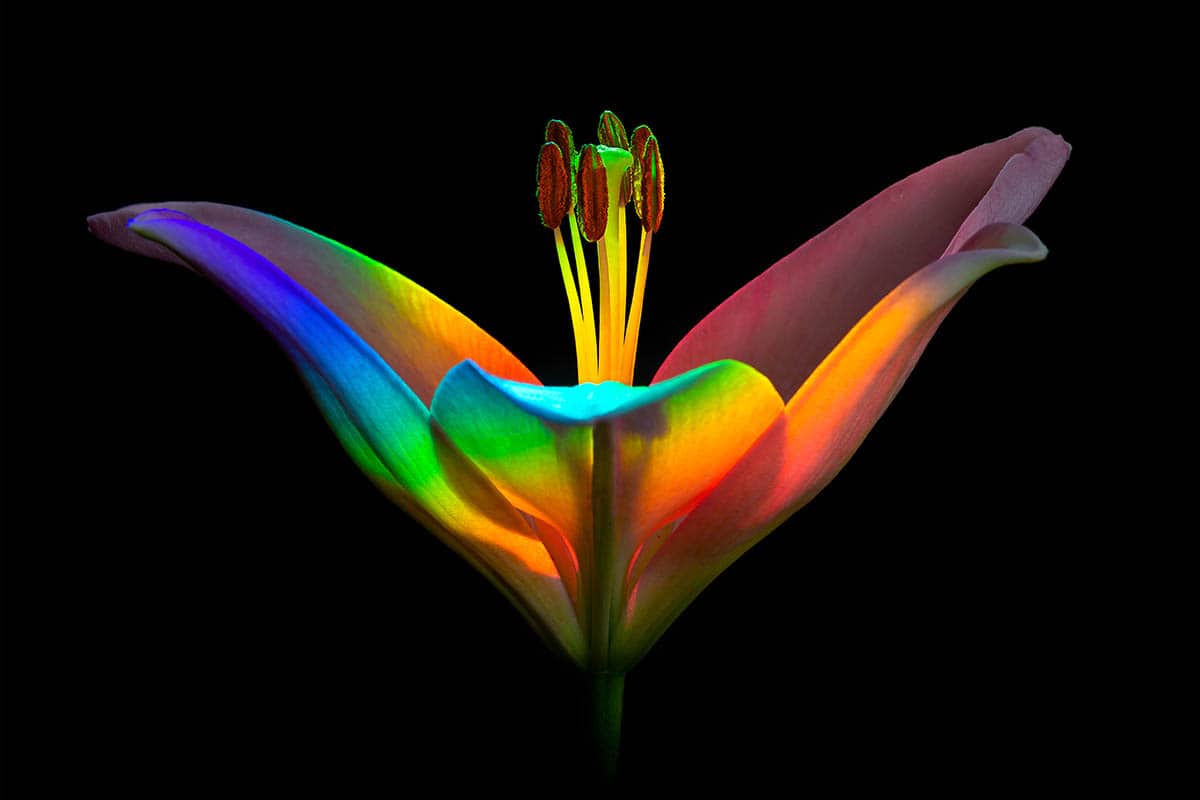 macro photography rainbow lily by ecaterina leonte