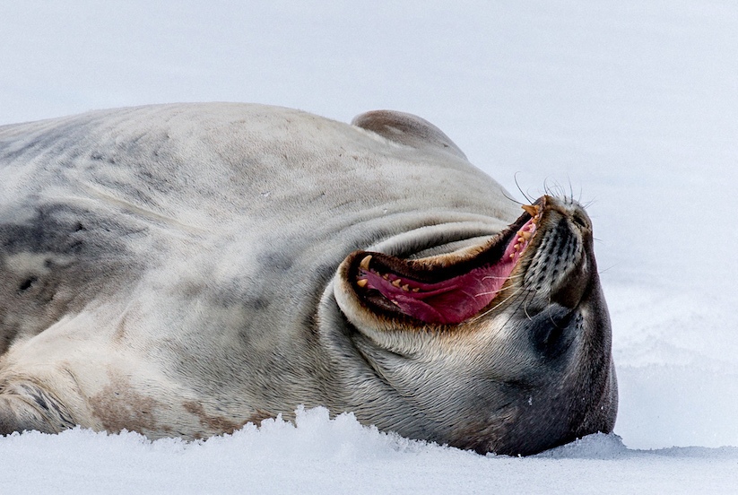 antarctica seal photography by alex cornell