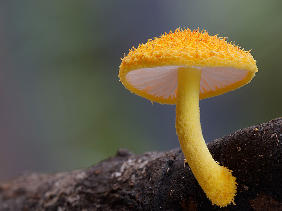 gold tuft mushroom macro photography steve axford