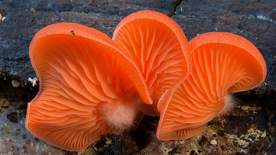 10 campanella mushroom macro photography steve axford
