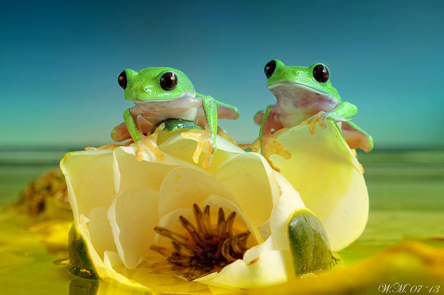 frog photography by wil mijer