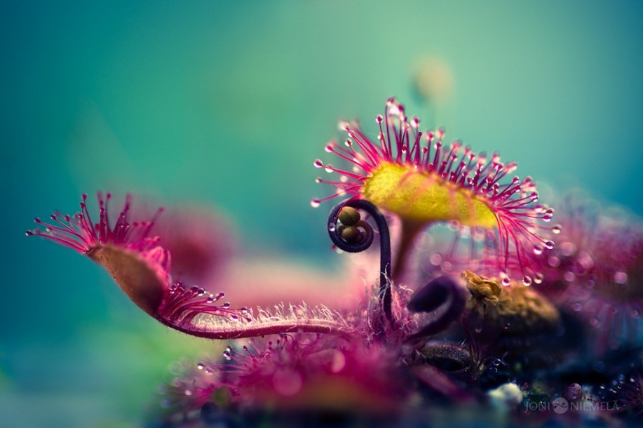 wildflower macro photography by joni niemela