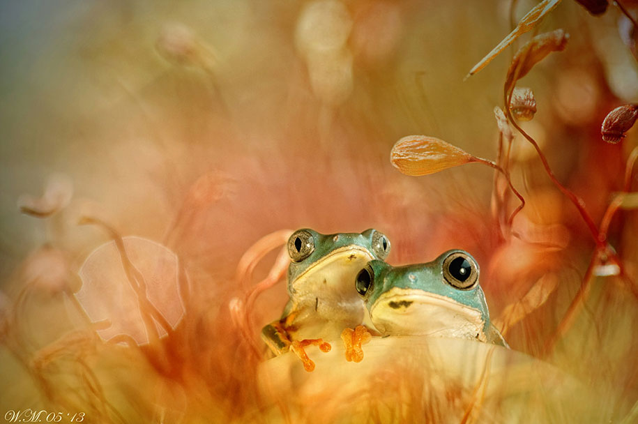 12 frog photography by wil mijer
