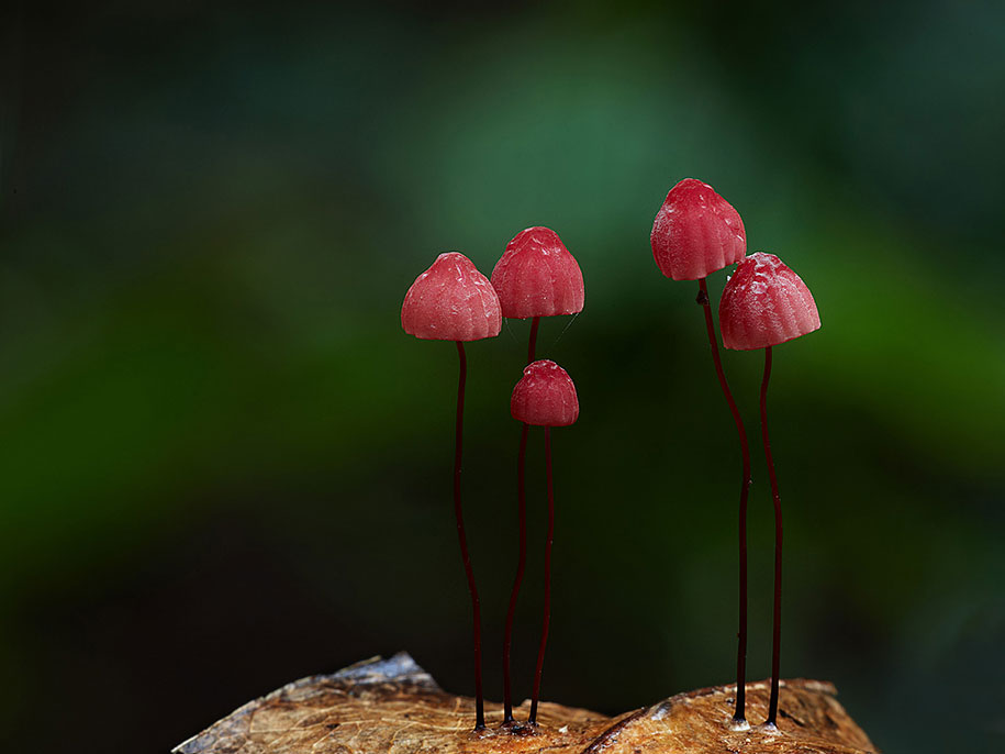 haematocephalus mushroom macro photography steve axford