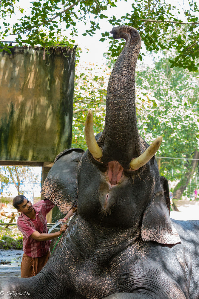 landscape photography happy elephant by sfx parthi