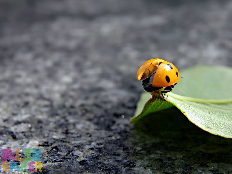 beetle macro photography by alexandra baker