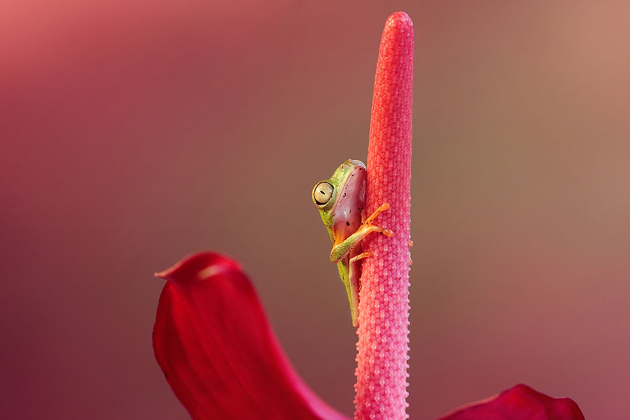 macro frog photography by wil mijer