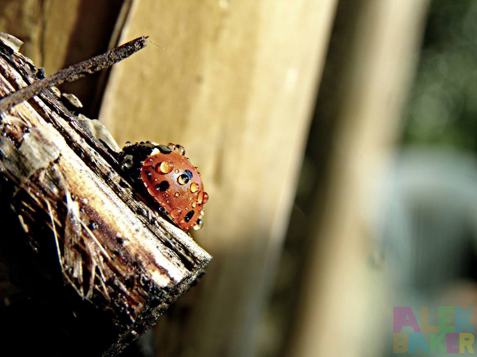 beetle macro photography by alexandra baker