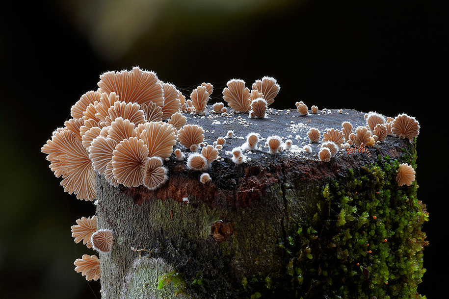 schizophyllum mushroom macro photography steve axford
