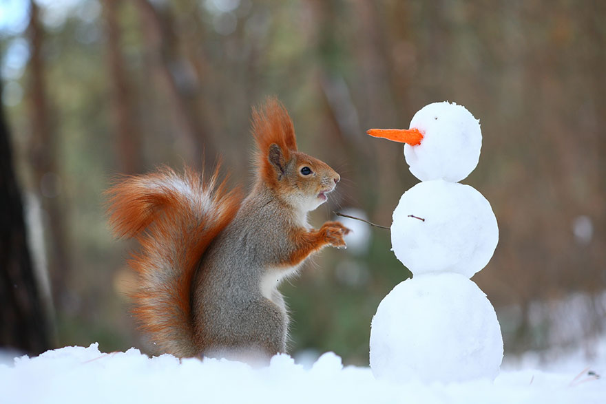 15 beautiful squirrel photography by vadim trunov