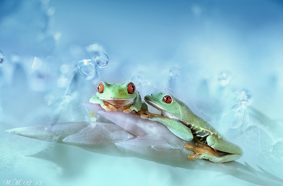 15 frog photography by wil mijer