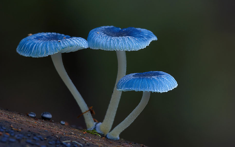 mycena mushroom macro photography steve axford