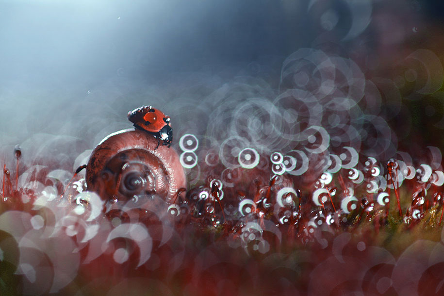 snail bug macro photography by vadim trunov