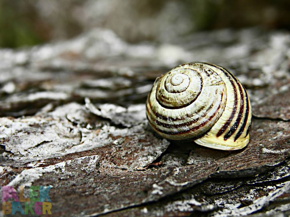 snail macro photography by alexandra baker