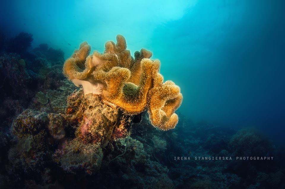 underwater photography by irena stangierska