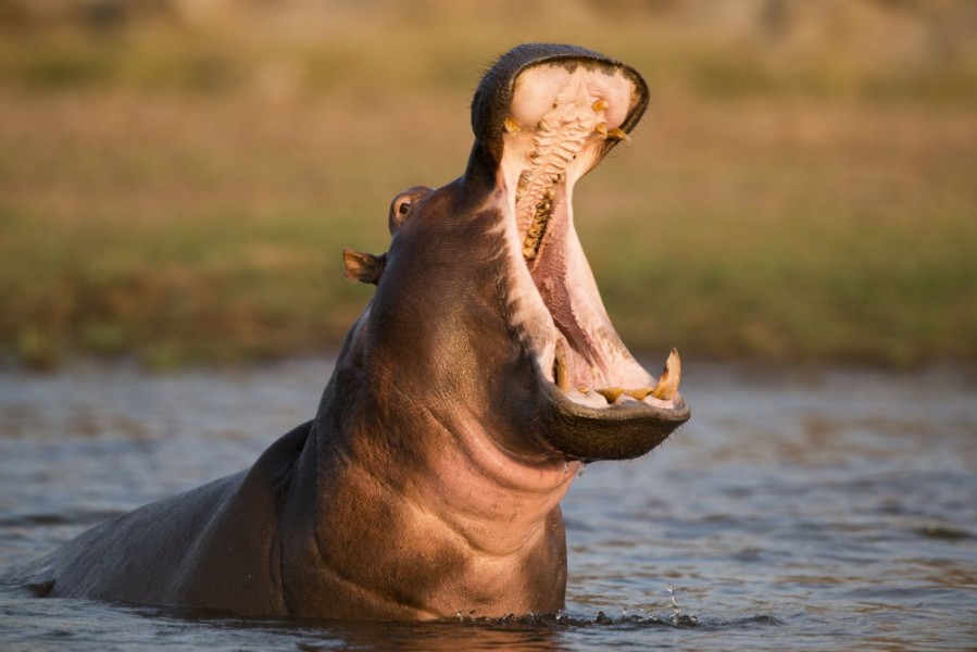 hippopotamus wildlife photography by paul joynson hicks