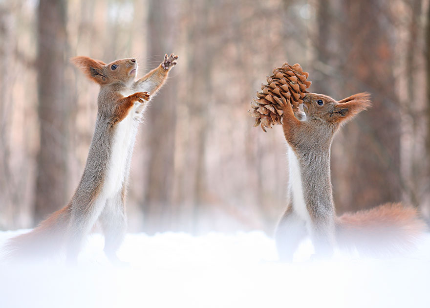 beautiful squirrel photography by vadim trunov