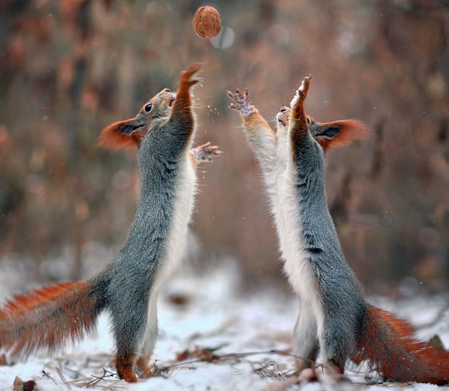 beautiful squirrel photography by vadim trunov