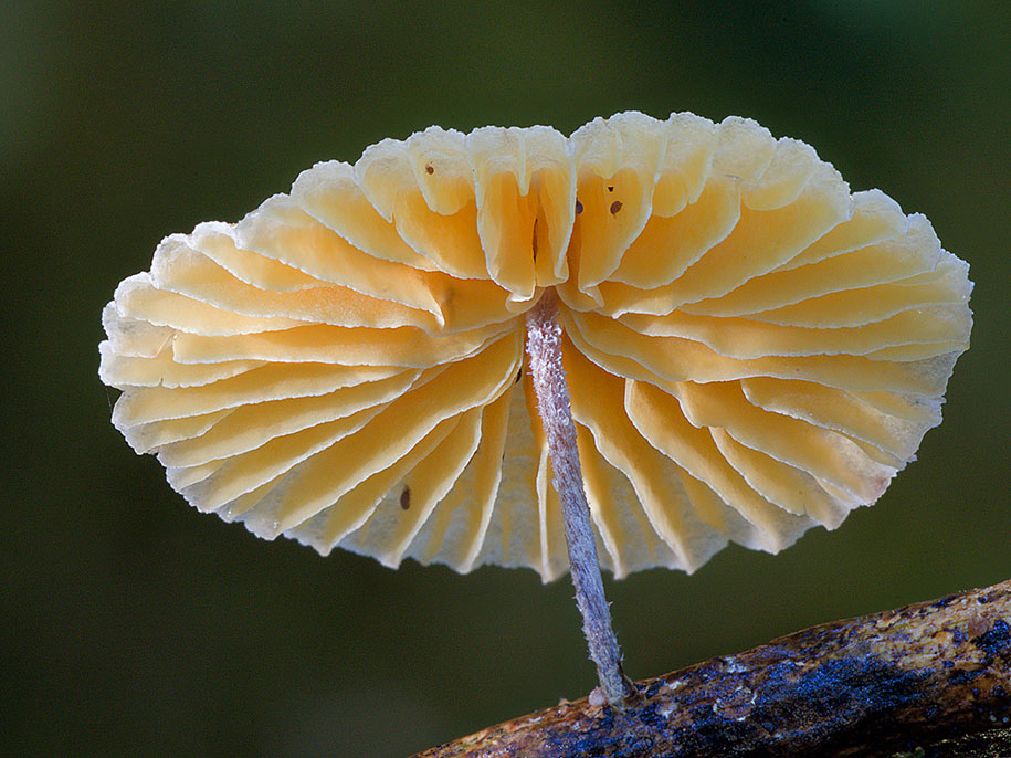marasmius mushroom macro photography steve axford