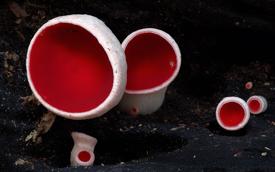 red cup fungi mushroom macro photography steve axford