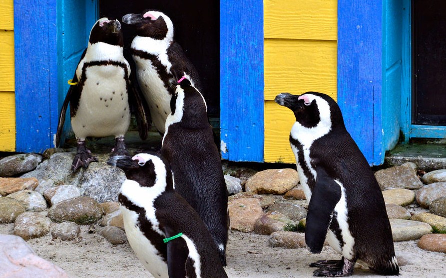 penguin group wildlife photography by cathy scola