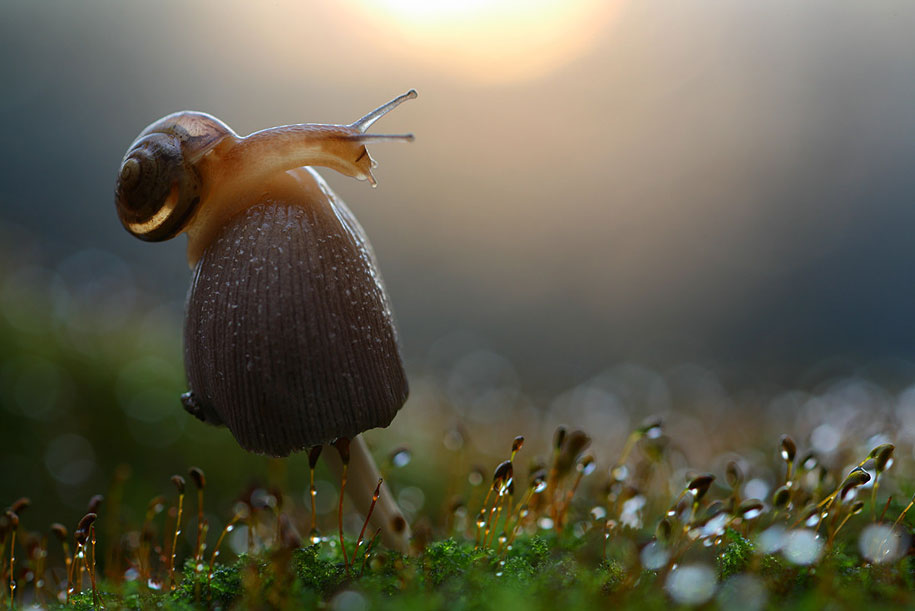 snail mushroom macro photography by vadim trunov