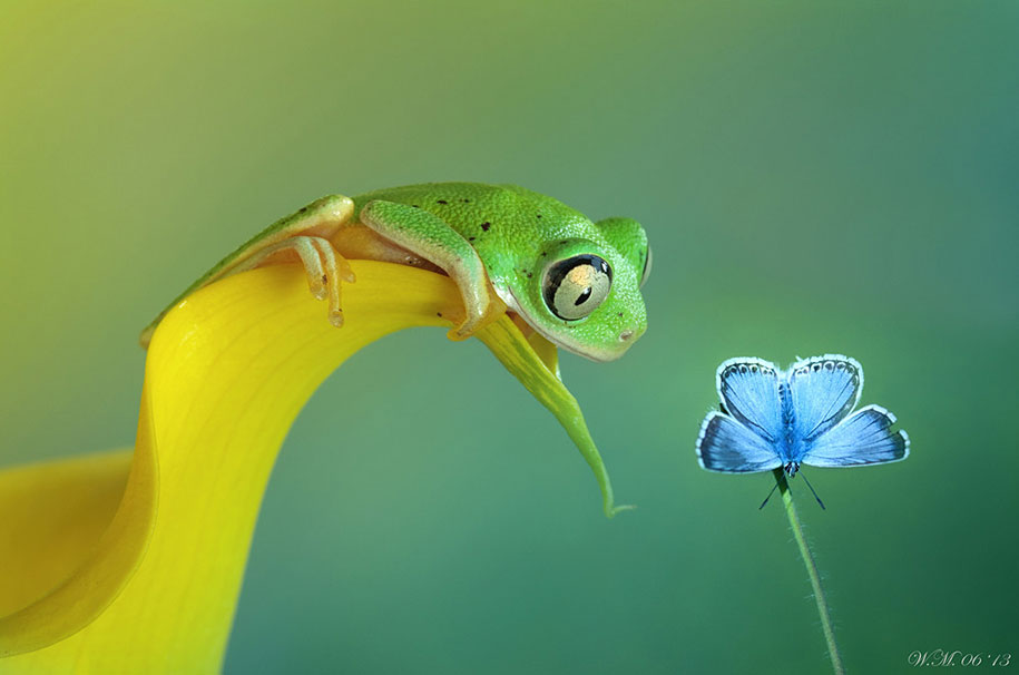 3 macro frog photography by wil mijer