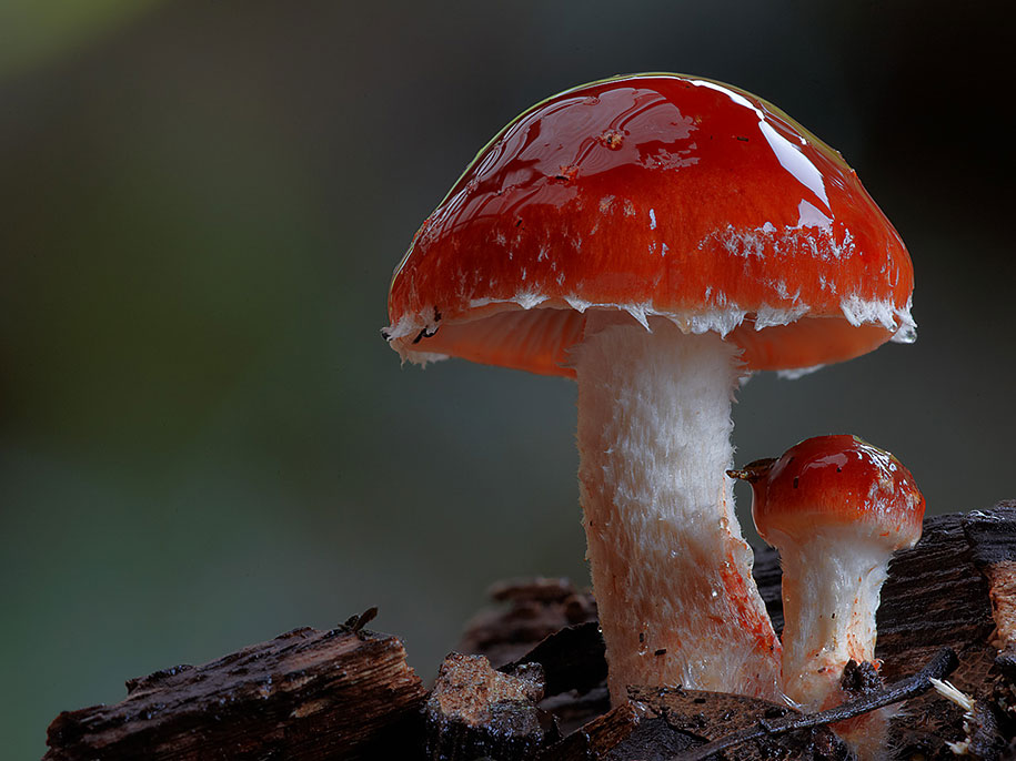 redlead roundhead mushroom macro photography steve axford