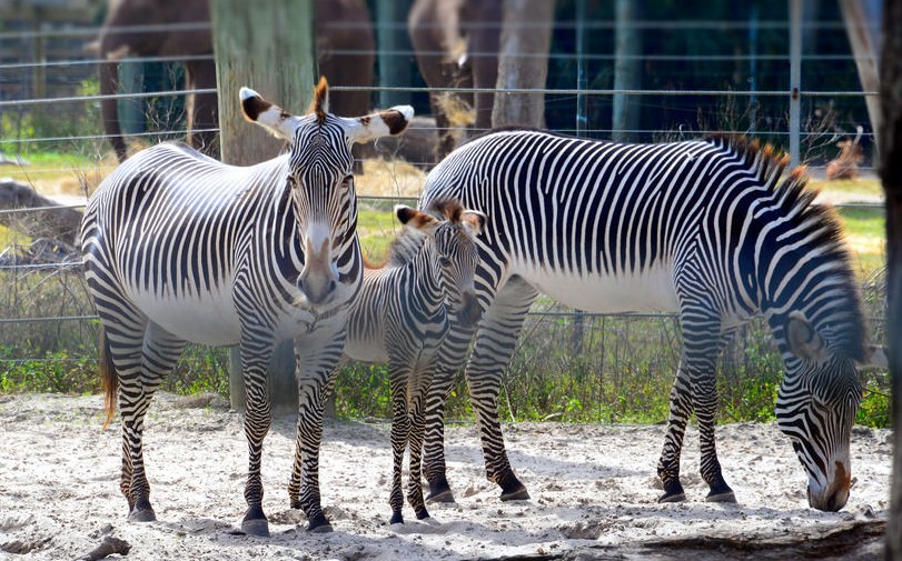 3 zebra foal wildlife photography by cathy scola