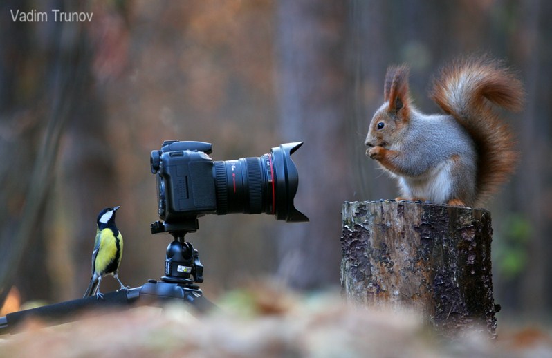 5 beautiful squirrel photography by vadim trunov