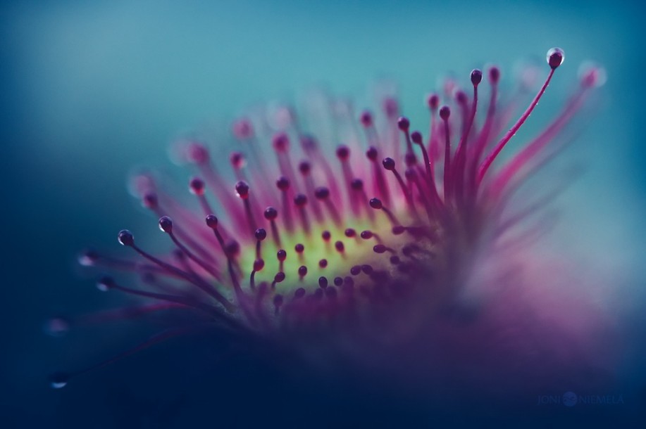 flower macro photography by joni niemela