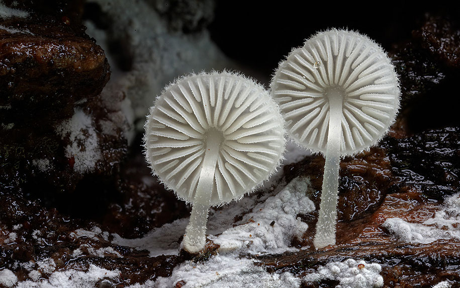 white mycena mushroom macro photography steve axford