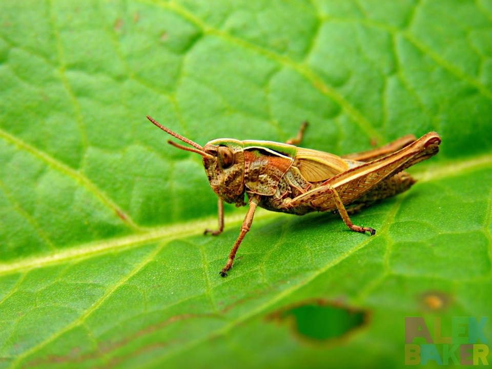 grasshopper macro photography by alexandra baker