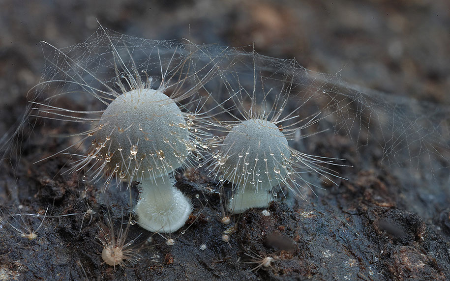 hairy mycena mushroom macro photography steve axford