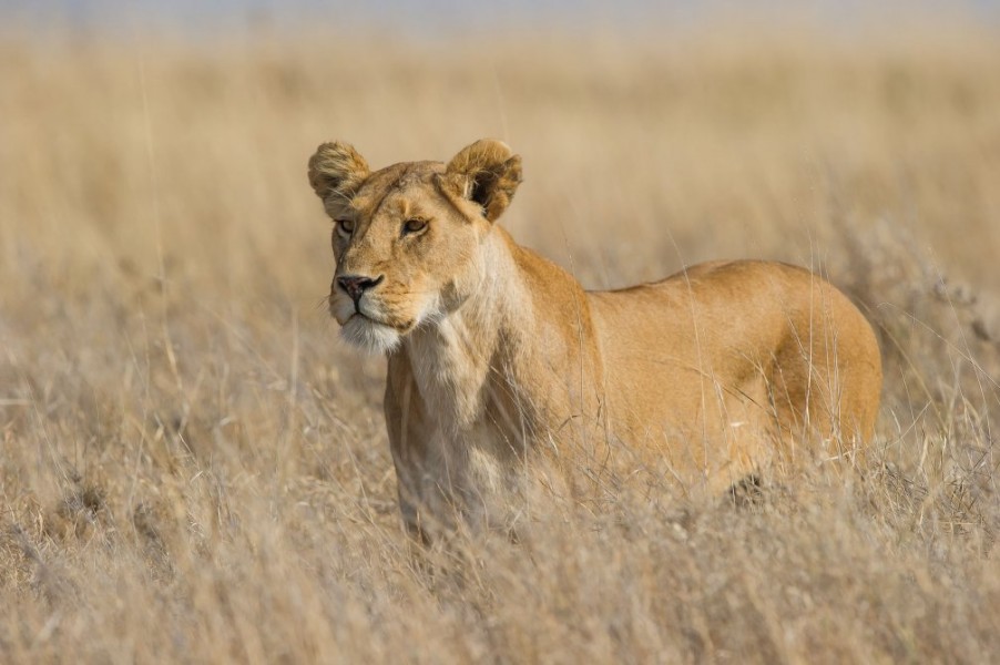 lion wildlife photography by paul joynson hicks
