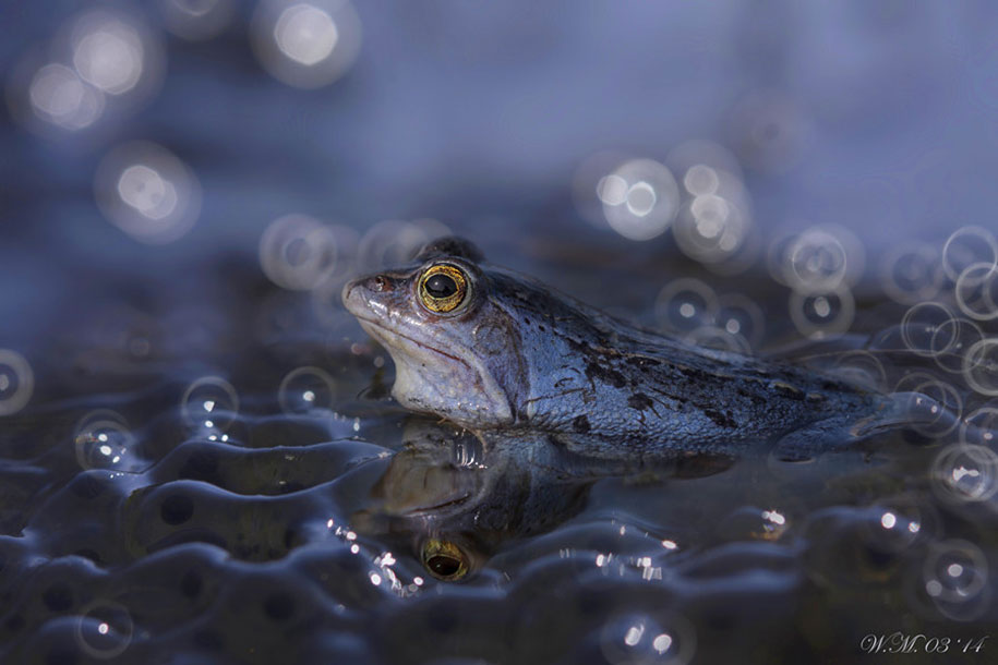 frog photography by wil mijer
