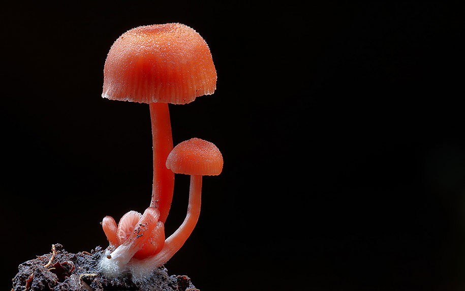 campanella mushroom macro photography steve axford