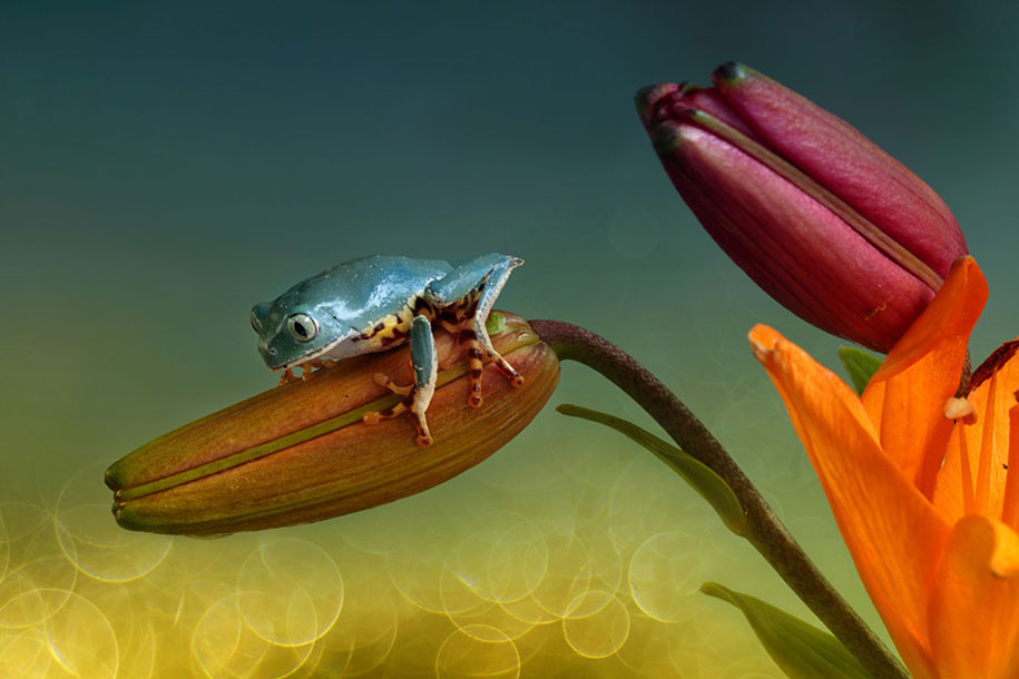 8 macro frog photography by wil mijer