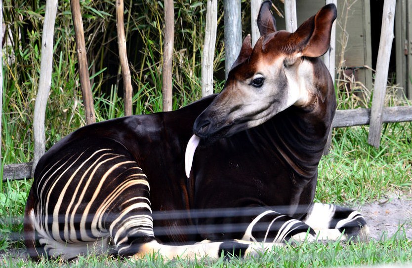okapi wildlife photography by cathy scola