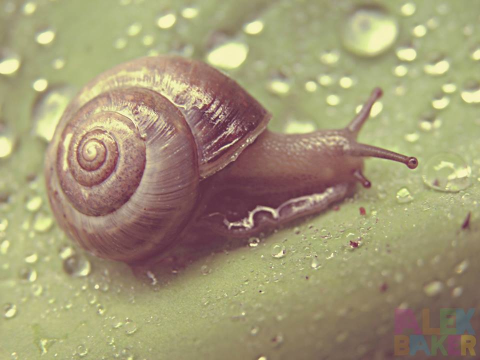 snail macro photography by alexandra baker